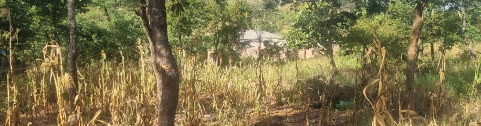 vacant land vacant land